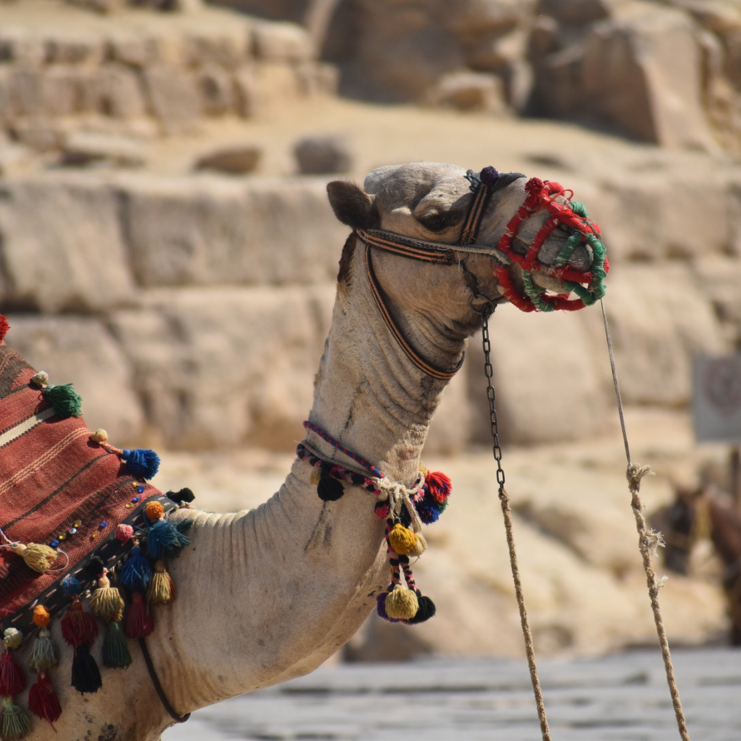 Online telemedicine and travel healthcare services by TravelMeds2Go.