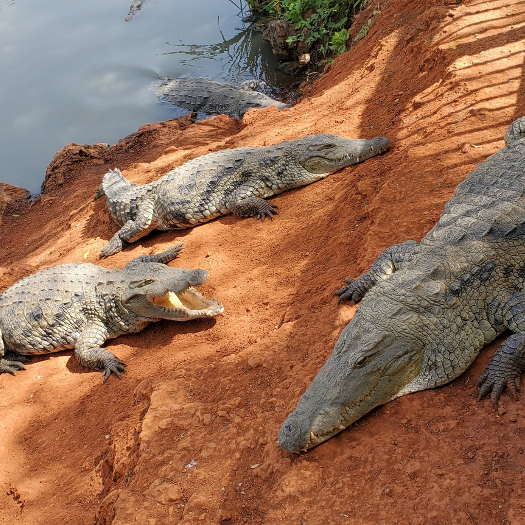 Alligators lying on a red river bank in the Bandia Reserve in Sindia, Senegal.