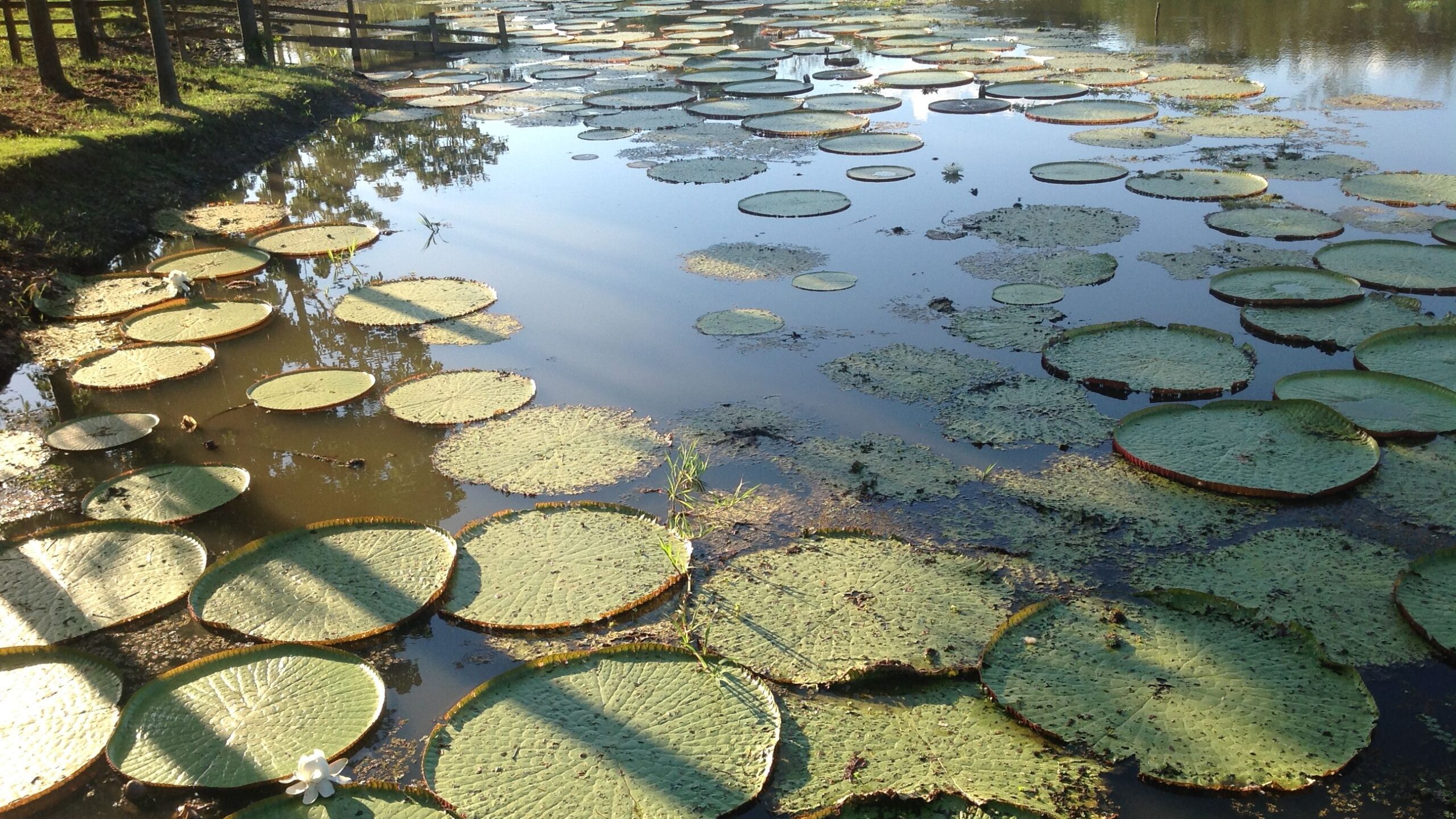 Lilly pads on a lake in Leticia, Amazonas in Colombia
