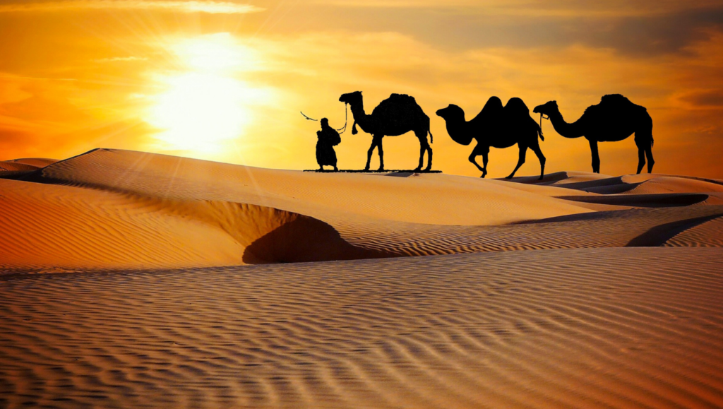 Camels and herder in the sahara dessert at sunset